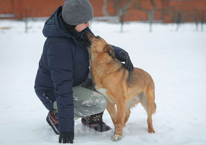 Собаки в Москве: Молодой слепой пёсик Гомер — в приюте ему не жизнь Мальчик, Бесплатно - фото 2
