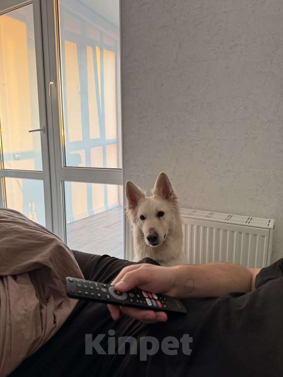 Собаки в Краснодаре: Отдам только в добрый руки собаку  Девочка, Бесплатно - фото 3