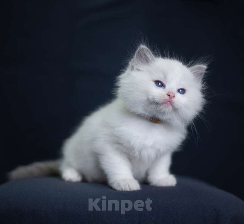 Кошки в Санкт-Петербурге: рэгдолл котята Мальчик, 90 000 руб. - фото 6