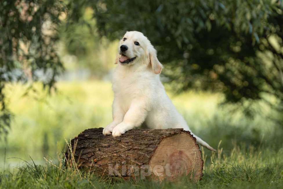 Собаки в Мытищах: Золотистый ретривер, щенок Мальчик, 60 000 руб. - фото 8