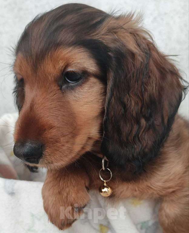 Собаки в Рязани: Предлагаю щенков таксы стандартной длинношерстной от красивой пары чемпионов. Мальчик, 50 000 руб. - фото 3