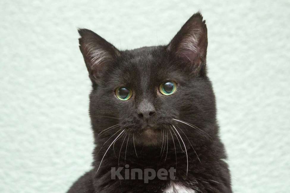 Кошки в Москве: Благородный рыцарь Рамзес — черный кот в дар Мальчик, 10 руб. - фото 1