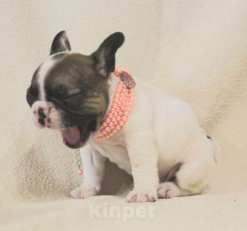 Собаки в Москве: Щенок французик,девочка Девочка, 130 000 руб. - фото 5