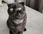 Кошки в Самаре: Отдам в добрые руки кота. Мальчик, Бесплатно - фото 1