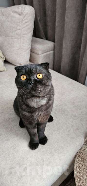 Кошки в Самаре: Отдам в добрые руки кота. Мальчик, Бесплатно - фото 1