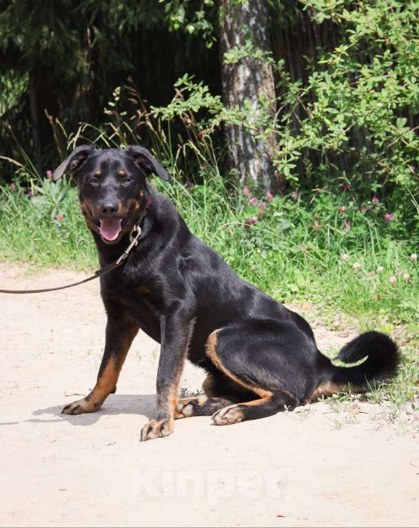 Собаки в Москве: Филу нужен дом  Мальчик, Бесплатно - фото 4