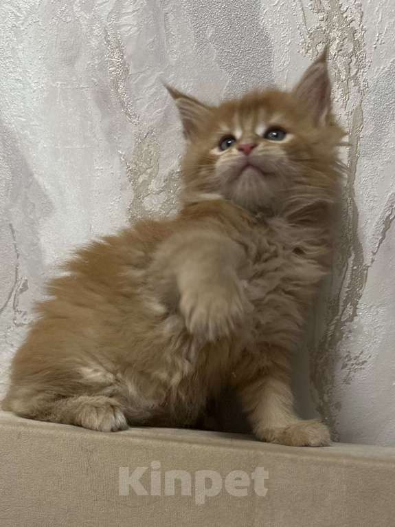 Кошки в Москве: Великолепная кошечка мейн-кун Девочка, Бесплатно - фото 2