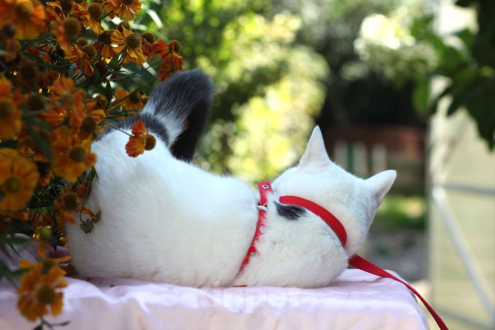 Кошки в Москве: Белоснежная кошечка в добрые руки  Девочка, Бесплатно - фото 7