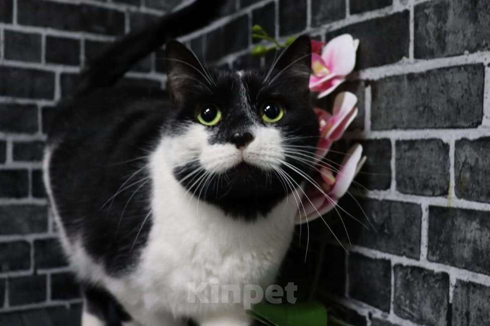 Кошки в Москве: Привет, я Том Мальчик, Бесплатно - фото 2