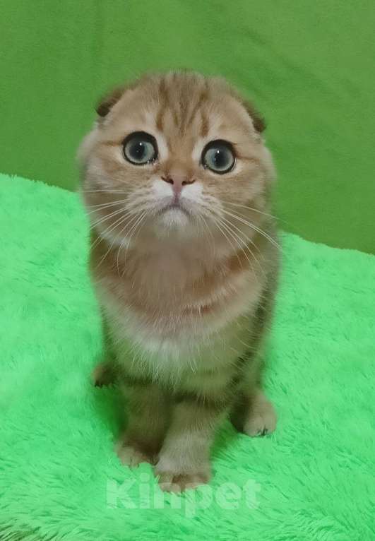 Кошки в Москве: Золотой мраморный красавчик Мальчик, 25 000 руб. - фото 4