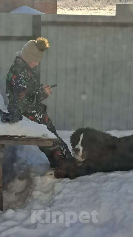 Собаки в других городах Чувашии: Бернский зенненхунд, щенок 8 мес Мальчик, 40 000 руб. - фото 5