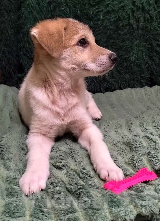 Собаки в Туле: Малышка ищет дом. Девочка, 1 руб. - фото 2