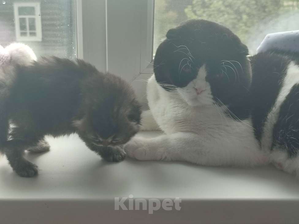 Кошки в Глазове: Хайленд-фолд длиношерстрый шотландский мальчик  Мальчик, 5 000 руб. - фото 7