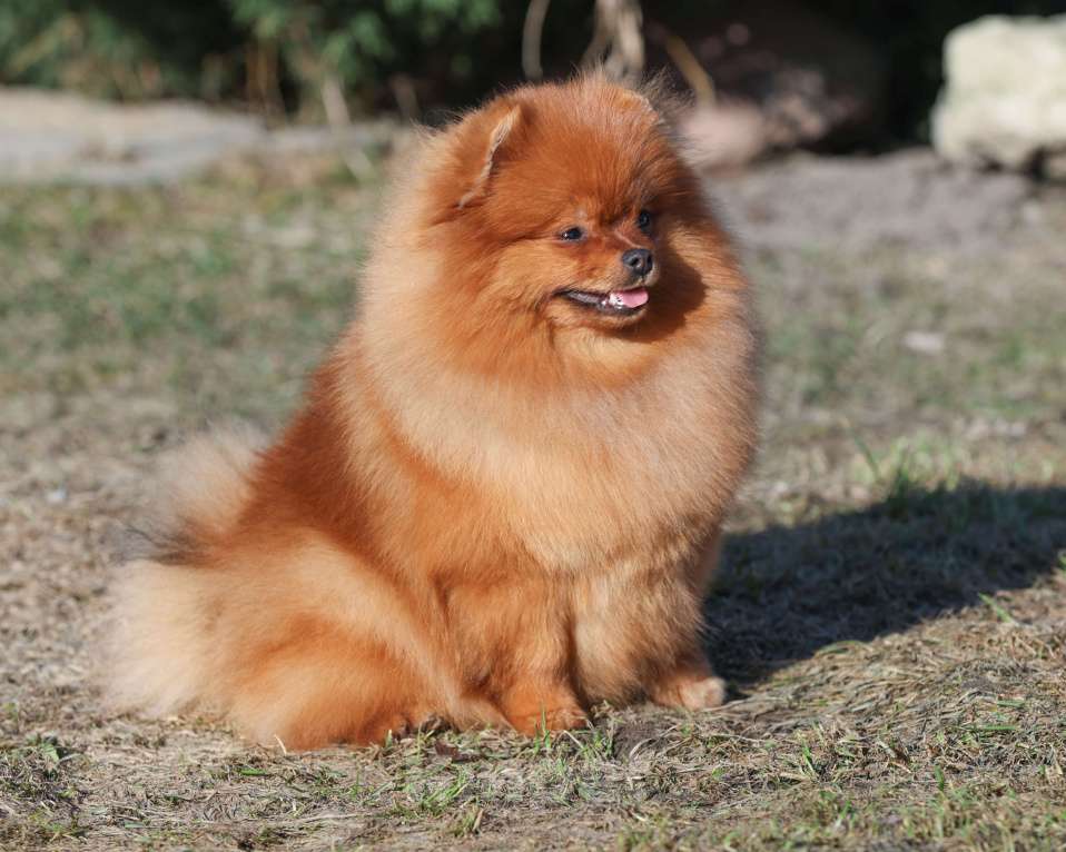 Собаки в Москве: Померанский шпиц Девочка, 70 000 руб. - фото 3