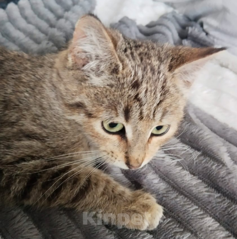 Кошки в Москве: Пристраеваем котёнка в добрые руки Девочка, Бесплатно - фото 4