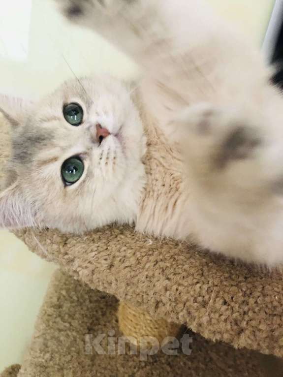 Кошки в Симферополе: Британский малыш  Мальчик, 60 000 руб. - фото 4