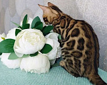 Кошки в Волгограде: Бенгальские котята Девочка, 20 000 руб. - фото 4