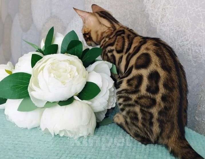 Кошки в Волгограде: Бенгальские котята Девочка, 20 000 руб. - фото 4