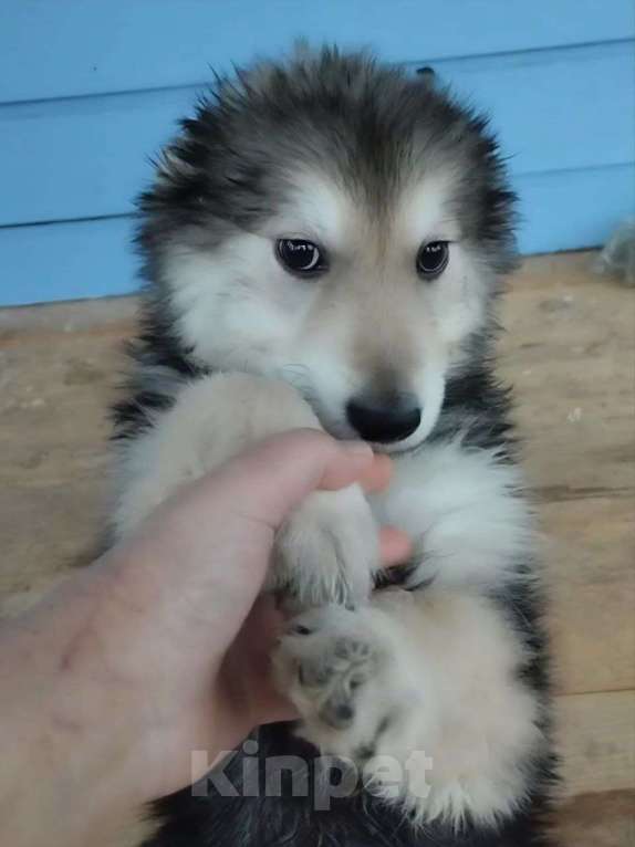 Собаки в Лосином-Петровском: малыш из ппбж якутска Мальчик, Бесплатно - фото 1