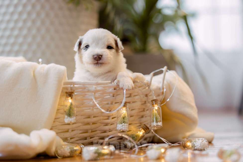 Собаки в Москве: Щенки Австралийской овчарки Мальчик, Бесплатно - фото 6