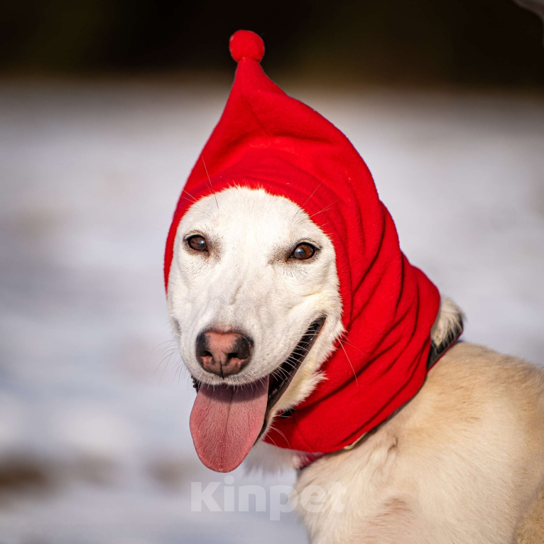 Собаки в Клине: Ванда — энергичная собачка Девочка, Бесплатно - фото 5