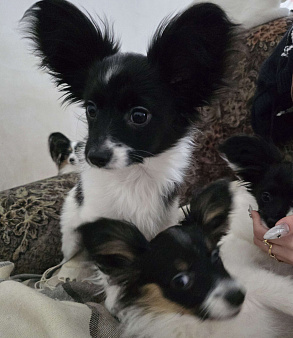 щенок мальчик с кошками дружит