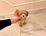 Собаки в Москве: Малыш Мальтипу f1 Мальчик, 110 000 руб. - фото 2