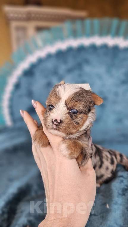 Собаки в Москве: Блю мерле йорк с голубыми глазами Мальчик, 120 000 руб. - фото 6