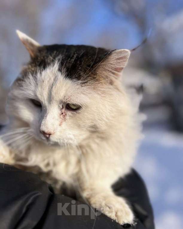 Кошки в Можайске: Марс кот настоящий. Такой же завораживающий, как планета, чьим именем он назван. Приносит удачу! Мальчик, Бесплатно - фото 2
