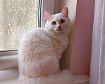 Кошки в Москве: Роскошная белая ангорская пушистая кошка Жасмина  Девочка, Бесплатно - фото 1