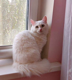 Объявление: Роскошная белая ангорская пушистая кошка Жасмина , Бесплатно, Москва