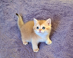 Кошки в Москве: Золотая шиншилла Шотландский котёнок Мальчик, 30 000 руб. - фото 3