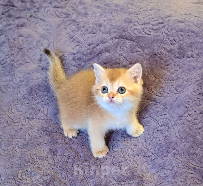 Кошки в Москве: Золотая шиншилла Шотландский котёнок Мальчик, 30 000 руб. - фото 3