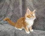 Кошки в Мурином: Кошечка мейн-кун, классика кра,ным мрамор с белым Девочка, 30 000 руб. - фото 3