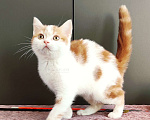 Кошки в Москве: Красный арлекин- девочка, прямоухая шотландка Девочка, Бесплатно - фото 3