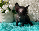 Кошки в Москве: Котенок Девон Рекс девочка черный биколор Девочка, 75 000 руб. - фото 5
