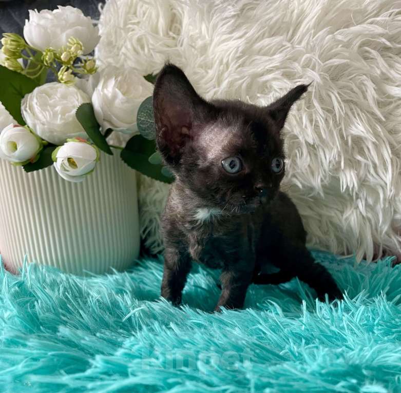 Кошки в Москве: Котенок Девон Рекс девочка черный биколор Девочка, 75 000 руб. - фото 5
