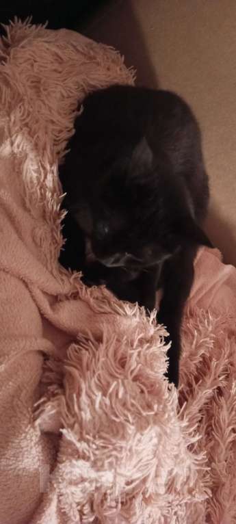 Кошки в Рязани: Найден кот черно-коричневый Мальчик, Бесплатно - фото 2