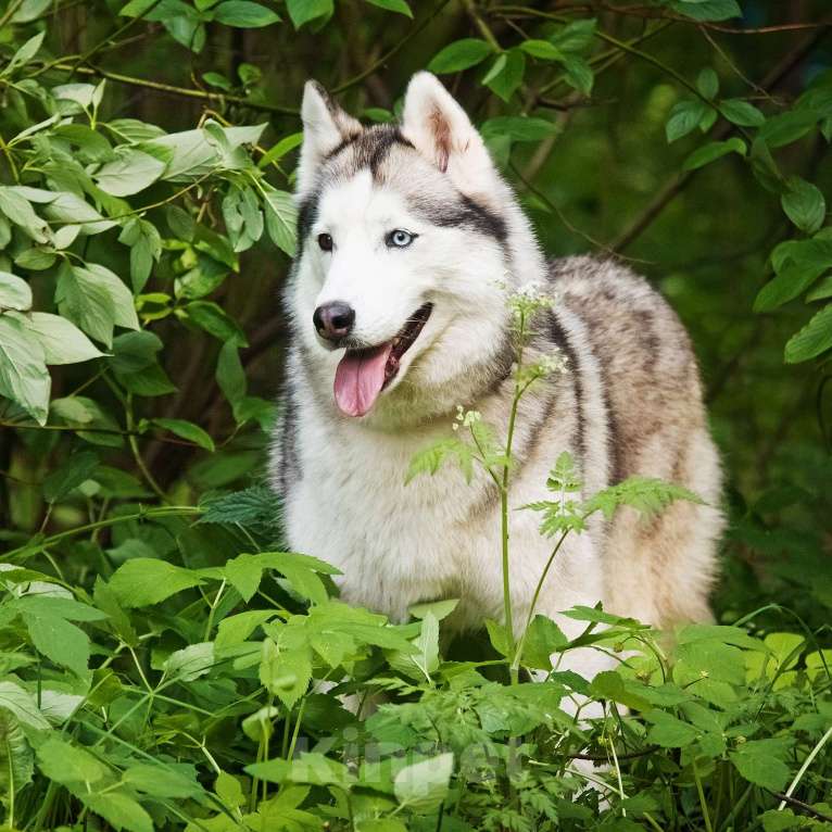 Собаки в Москве: Эмми ждет свою семью Девочка, Бесплатно - фото 9