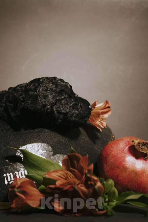 Собаки в Москве: EMY DRYOMA Испанская водяная собака Девочка, 170 000 руб. - фото 4