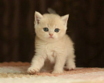 Кошки в Пятигорске: Шиншилла котёнок Мальчик, 10 000 руб. - фото 1