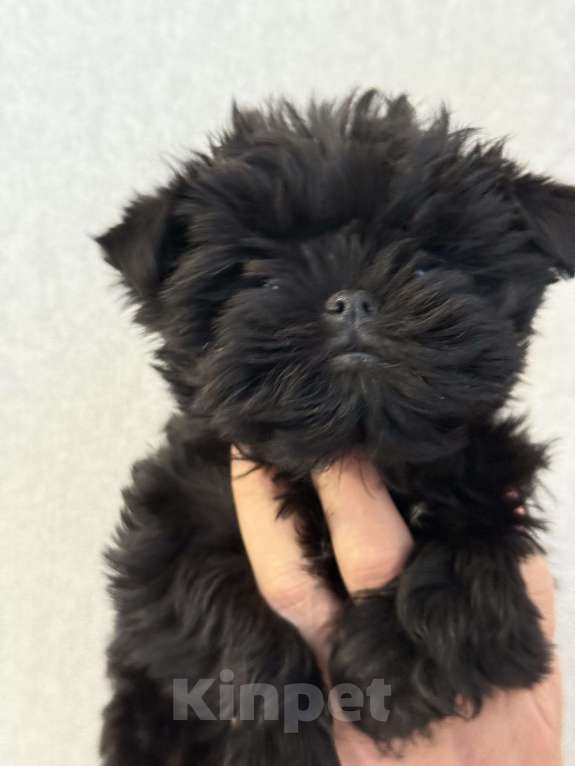 Собаки в Москве: АФФЕНПИНЧЕР Щенки  Мальчик, Бесплатно - фото 10