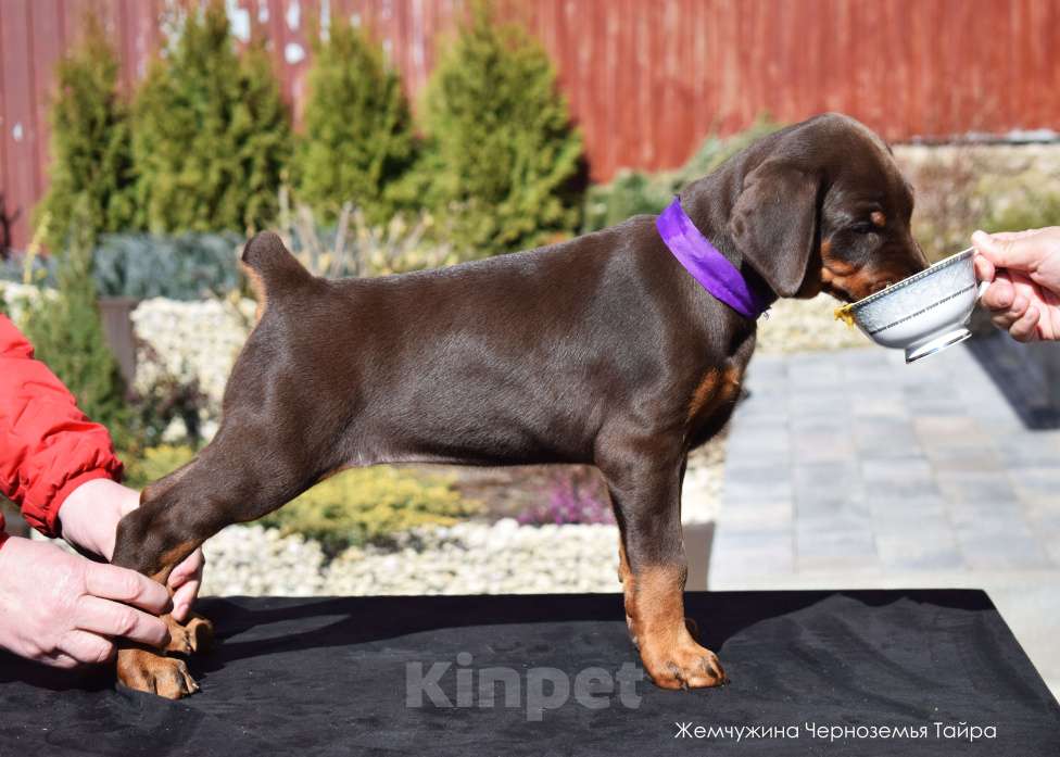 Собаки в Воронеже: Щенки добермана ркф Мальчик, 100 000 руб. - фото 4