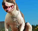Собаки в Мытищах: Американский Стаффордширский Терьер Мальчик, Бесплатно - фото 2