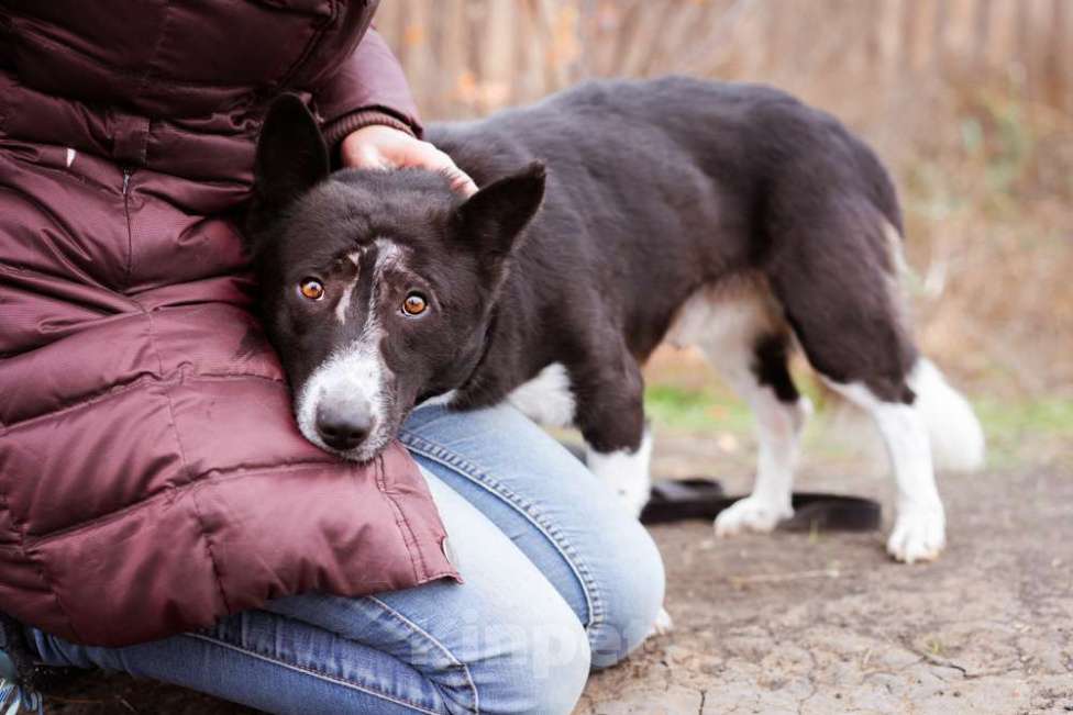 Собаки в Москве: Собака в добрые руки. Метис корги Мальчик, Бесплатно - фото 5