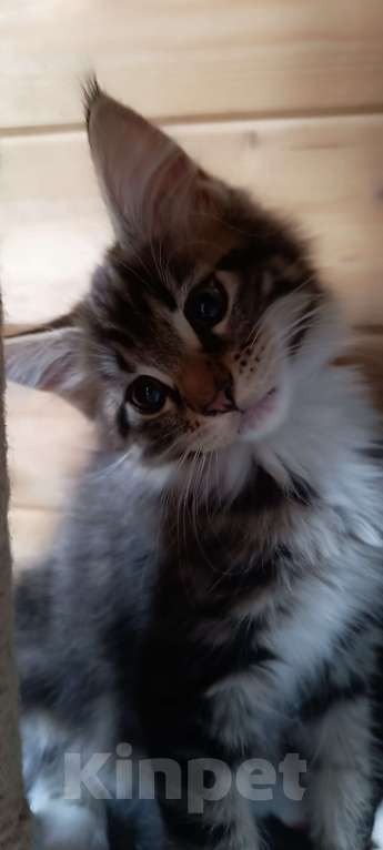 Кошки в других городах Саратовской области: Котёнок Девочка, 10 000 руб. - фото 2