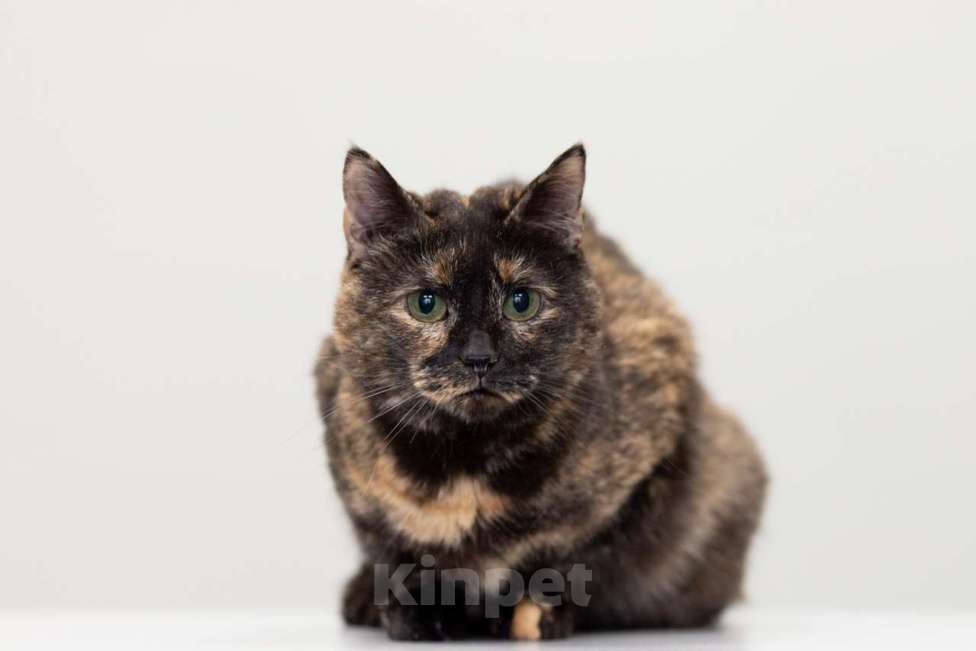 Кошки в Москве: кошка Маргоша в добрые руки Девочка, Бесплатно - фото 3