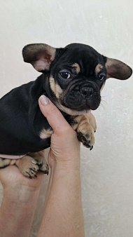 Французский бульдог