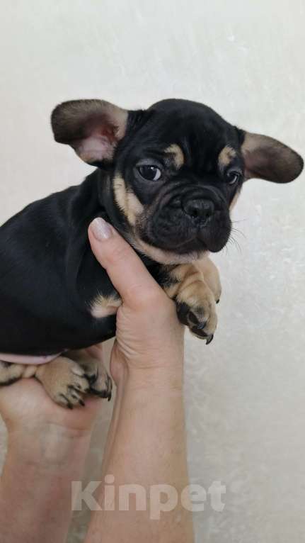 Собаки в Белореченске: Французский бульдог Девочка, Бесплатно - фото 1