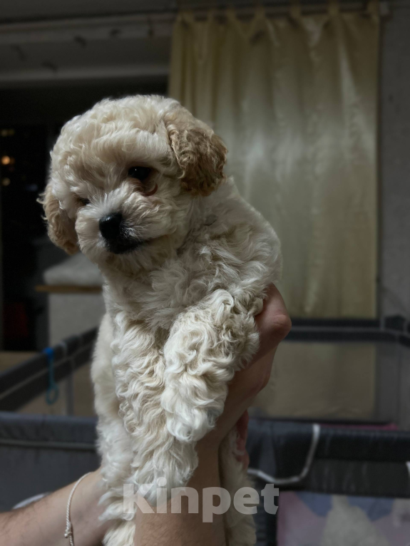 Собаки в Мытищах: Симба Мальчик, 70 000 руб. - фото 1